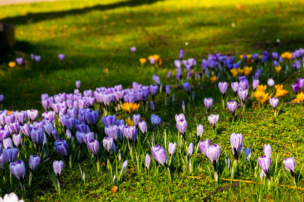 Les fleurs sont déjà de sortie